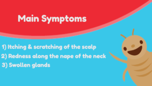 Lice Sisters three main symptoms of lice graphic