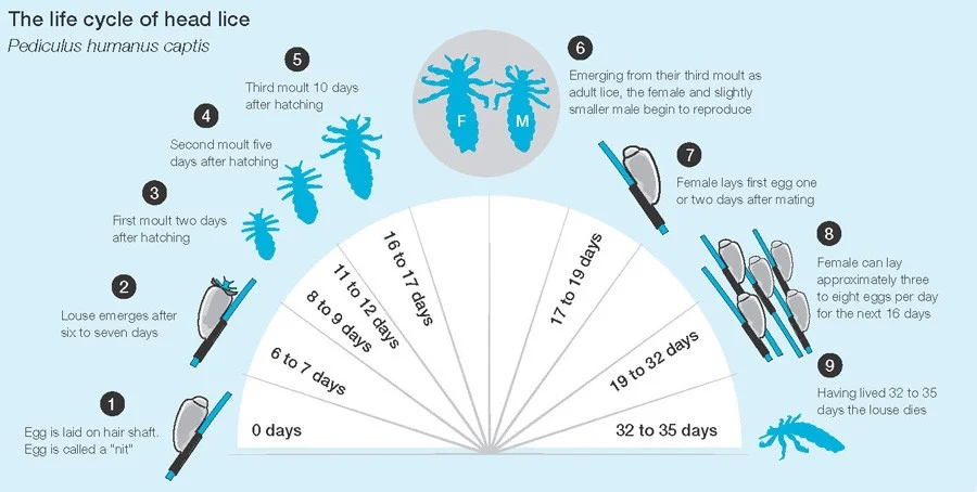 The life cycle of head lice 1 The Lifecycle of Head Lice infographic for Lice Sisters Lice Removal Birmingham Website nit glue dissolver